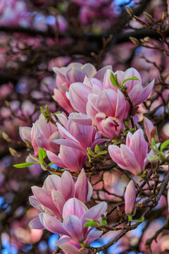 Magnolia tree in full bloom with lush spring blossoms