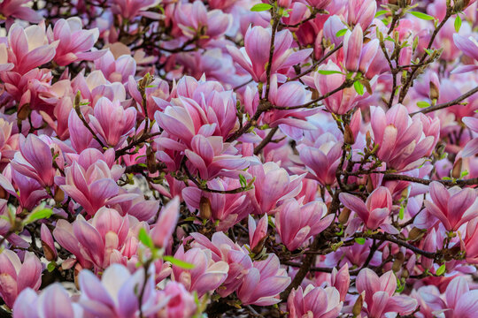 Magnolia tree in full bloom with lush spring blossoms
