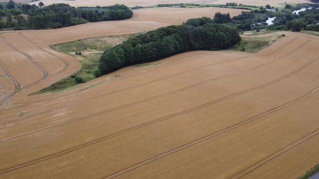 Aerial View of Golden Wheat Field, Tree Grove and Country Road near Aarhus