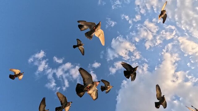 A wide flock of pigeons circles beneath a blue sky with textured clouds, filling the frame at first, then drifting apart as birds arc overhead and continue past the camera in slow motion.