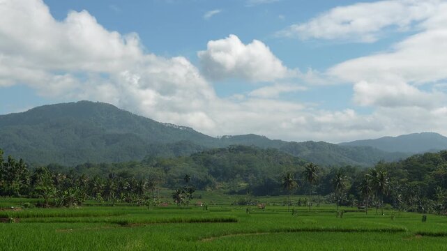 Panoramic wide shot of vibrant green rice terraces under a vast cloudy sky with distant blue mountains, showcasing the beauty of tropical agriculture. Mount Payung, Cilacap, Indonesia.
