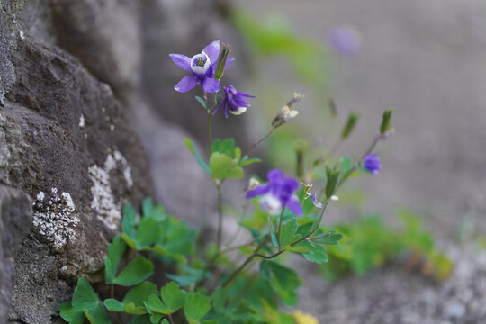 ミヤマオダマキ