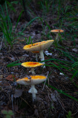 Fototapeta premium mushroom in the forest