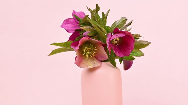Video of hellebore flowers