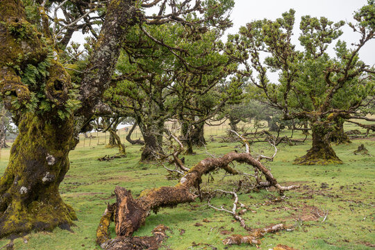 Madeira, Lorbeerwald, Stinklorbeerbaum, Fanal