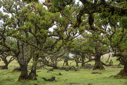 Madeira, Lorbeerwald, Stinklorbeerbaum, Fanal