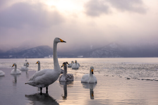 A natural landscape depiction of a whooper swan living around Lake Kussharo, Hokkaido, in winter, covered in snow.