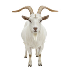 Fototapeta premium White goat with curved horns standing front view isolated on a transparent background