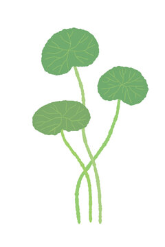 Centella asiatica vertical group of three leaves illustration