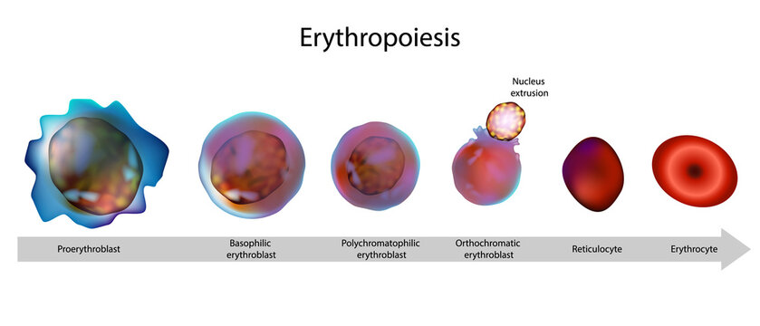 Erythropoiesis Stages Diagram Showing Red Blood Cell Development from Proerythroblast to Mature Erythrocyte in Bone Marrow. Red Blood Cell Formation Process Erythropoiesis