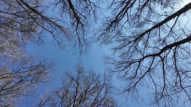 Wide angle low perspective of leafless trees against bright blue sky 180-degree view