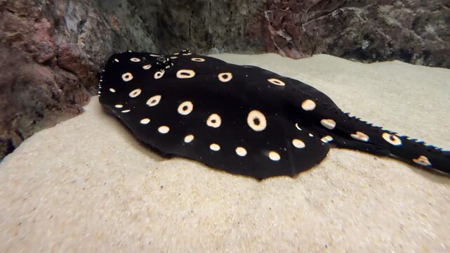 River stingray in aquarium