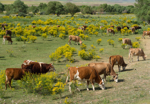 Cattle in the countryside. Livestock farming in the high mountains. Cows and oxen grazing in the pasture. Springtime.