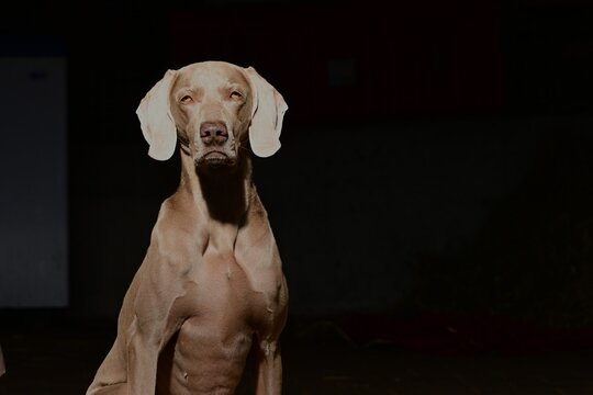 Weimaraner Hund mit konzentrierten Blick