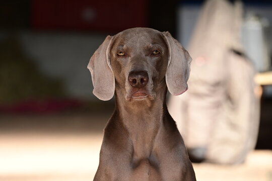 Weimaraner Hund mit konzentrierten Blick