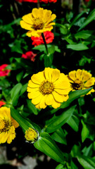 Fototapeta premium Close-up of a yellow zinnia flower in a garden with soft red flowers in the background.