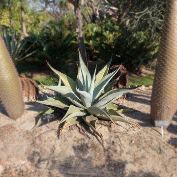 Variegated Agave plant with striking yellow and green sword-shaped leaves growing in sunny. Blurred desert garden landscape with cacti and sand