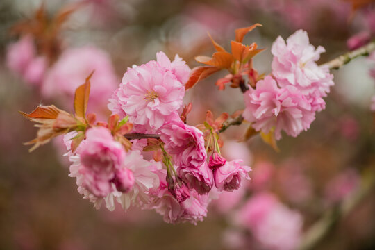 pink sakura or japanese cherry blossom flowers on branch background