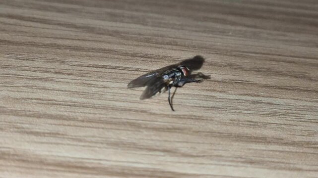 Housefly grooming itself and fly.