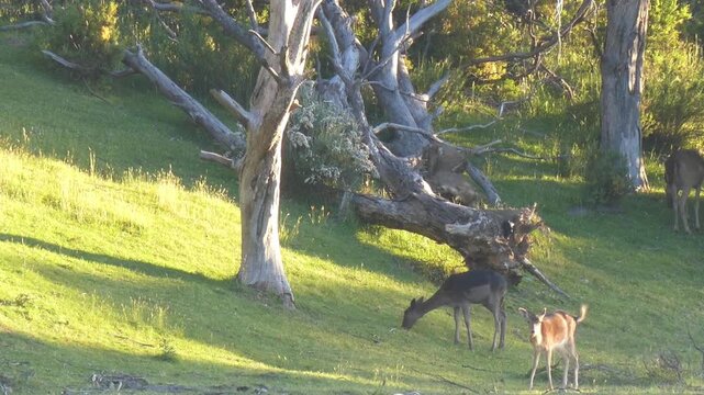 Feral deer grazing in australian alpine bush while fawn plays zoomies late afternoon 4k