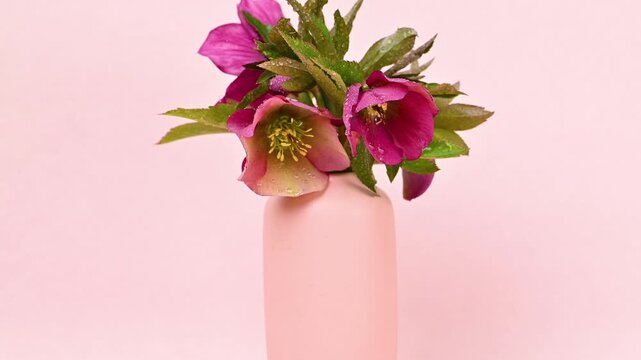 Video of hellebore flowers