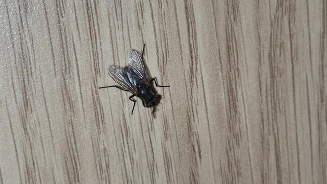 Top view of housefly grooming itself.