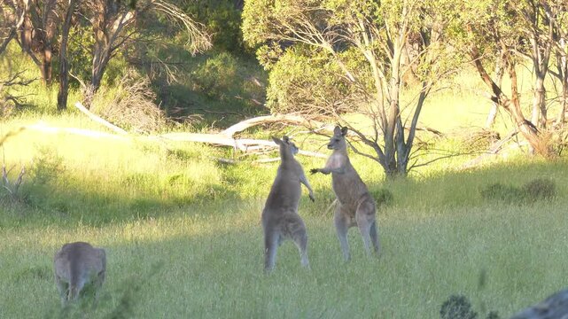 Two male Eastern Grey Kangaroos (macropus giganteus) fighting kickboxing in australian field medium shot 4k
