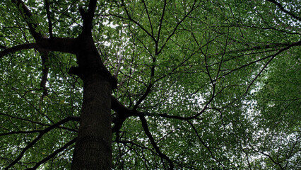 Fototapeta premium Low angle view of large tree canopy with green leaves natural forest background looking up perspective