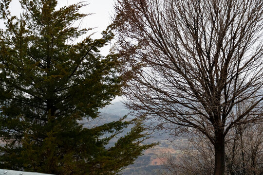Contrast of Evergreen and Bare Tree in Seasonal Landscape