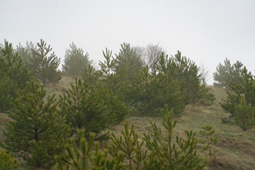 Fototapeta premium Misty Hillside with Young Pine Trees