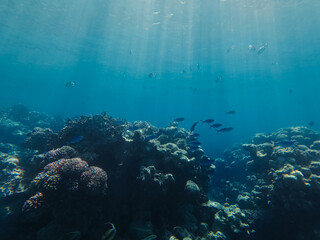 Fototapeta premium Beautiful coral reef with tropical fish and sun rays in the deep blue Red Sea near Sharm El Sheikh Egypt