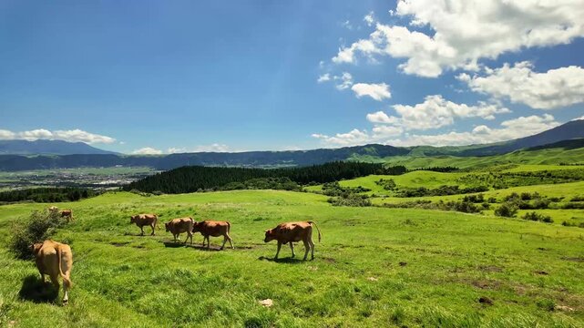 阿蘇のあか牛と根子岳