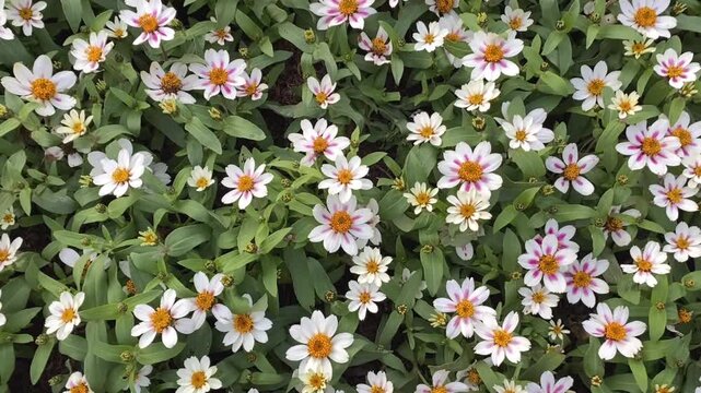 Video of white zinnia flowers with pink accents blooming in garden showing delicate petals and green foliage in natural outdoor setting