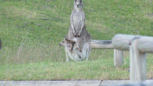 Eastern Grey Kangaroo (macropus giganteus) mother with joey in pouch standing looking at camera 4k