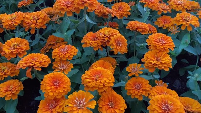 Video of orange zinnia flowers blooming in garden bed showing vibrant layered petals and lush green foliage in natural outdoor setting