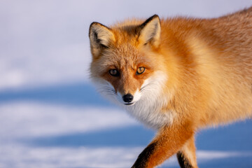Fototapeta premium The natural scene of Ezu fox living at Notsuke Peninsula in the Hokkaido region in winter.
