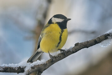 Blue Tit in the snow on a tree brunch © Laurentiu Iordache
