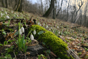 Fototapeta premium Snowdrops in morning spring forest