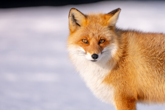 The natural scene of Ezu fox living at Notsuke Peninsula in the Hokkaido region in winter.