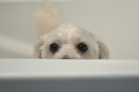 A white Bichon dog in a Bathtub