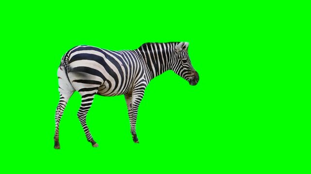 Zebra isolated on green background screen