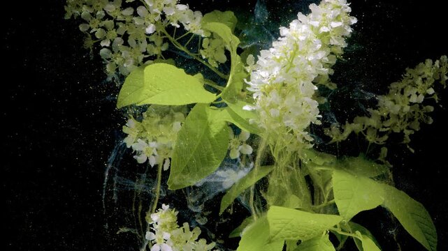 Vibrant green blossom spike submerged in water, dense white raceme framed by luminous chartreuse leaves, bubbles streaming upward and light refracting