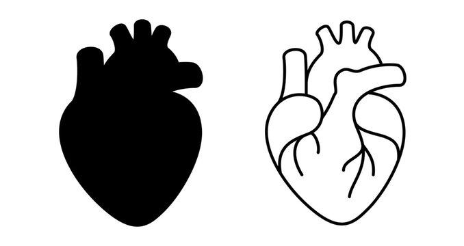 Anatomical human heart graphic icons presented as a black silhouette and an outline drawing. Vector illustration.