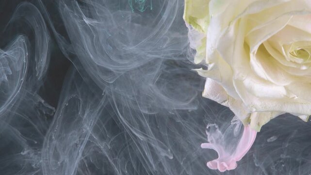 White rose submerged in pale pink ink, creamy petals contrasted with smoky currents and dark background, graceful stem trail and gentle fluid motion