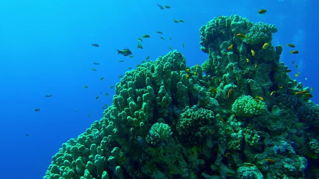 School of tropical fish Lyretail Anthias swims above hard coral colony Porites in turquoise water on sunny day, Slow motion, Marine life at the coral garden