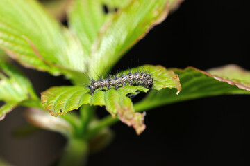 Naklejka premium 春、新緑の若葉を食べるクワゴマダラヒトリ毛虫（アウトドアフィールド昆虫マクロ撮影）