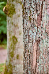 Fototapeta premium Close-up of Quercus Tree Bark with moss texture in natural forest setting