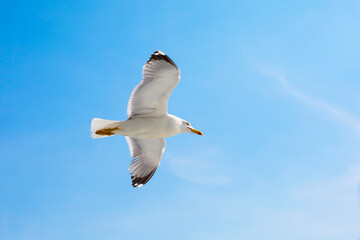 Fototapeta premium Fish seagull flying in the blue sky, freedom concept, place for text