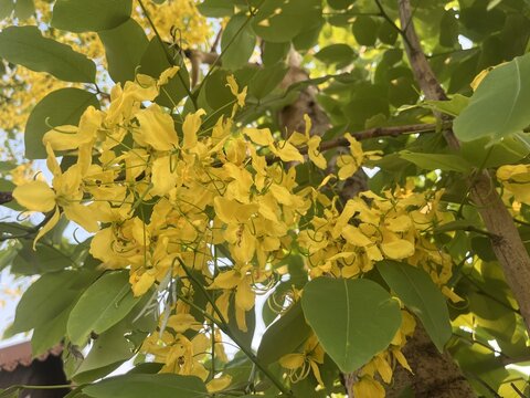 Lush Cluster of Golden Shower Tree (Cassia fistula) Flowers Blooming Amidst Dense Green Foliage in Tropical Sunlight