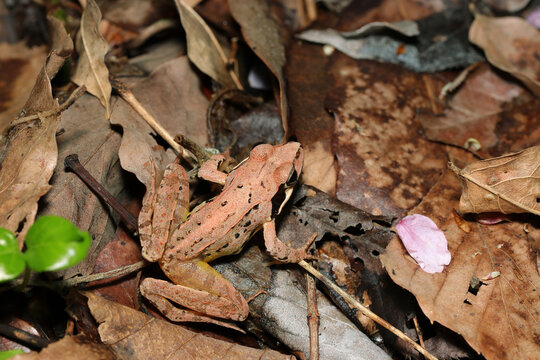 雄のヤマアカガエル（日本自然生物生態マクロ撮影）
